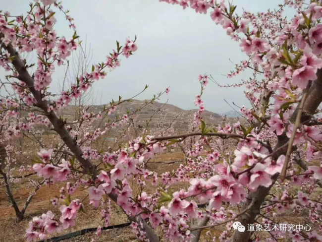 “冰甜脆”！“火出圈”的青岛莱西冬桃：一口就能为它“沦陷”