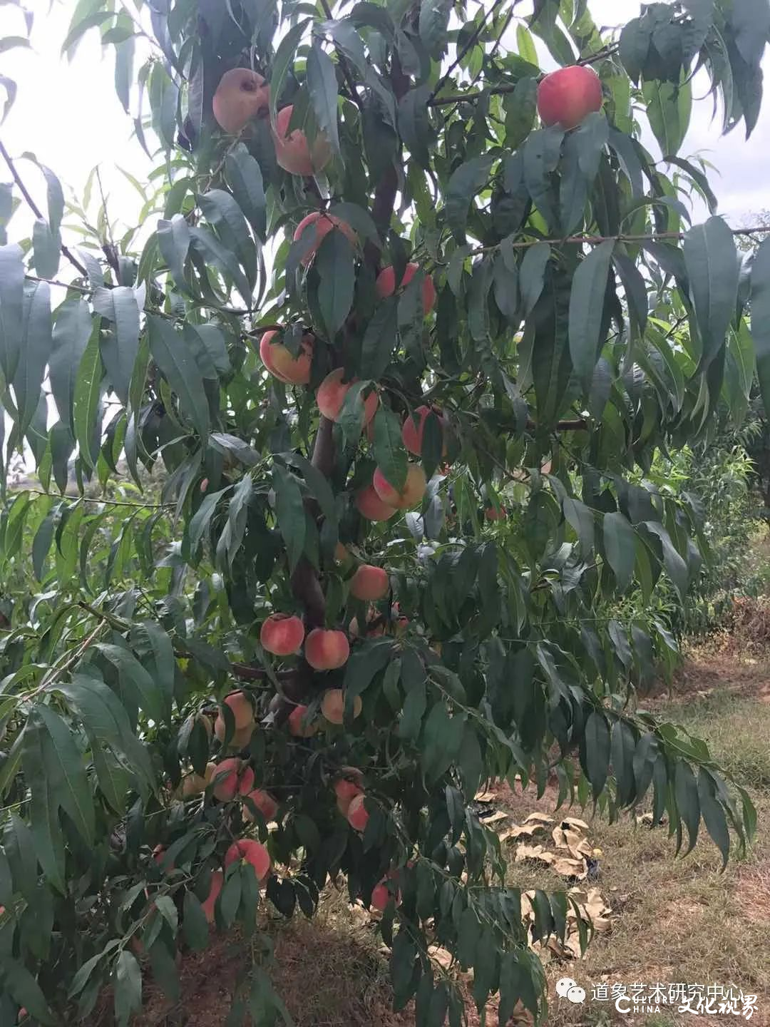 “冰甜脆”！“火出圈”的青岛莱西冬桃：一口就能为它“沦陷”