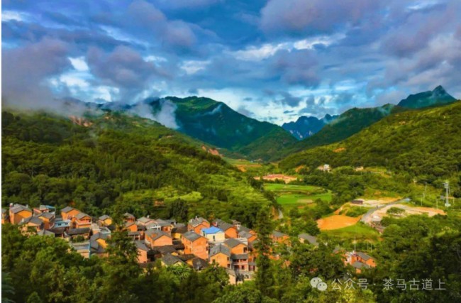 随舒建新探寻“三七”花盛开的地方