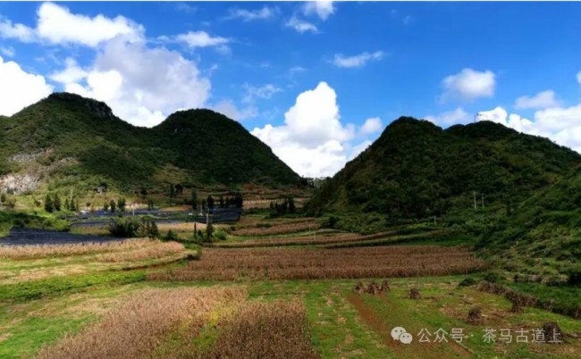 随舒建新探寻“三七”花盛开的地方