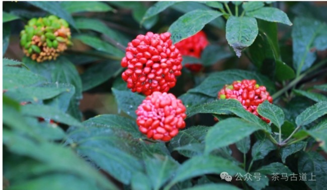 随舒建新探寻“三七”花盛开的地方
