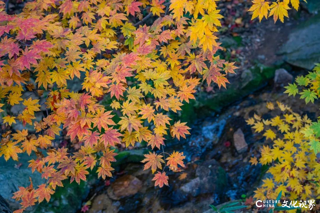邂逅秋日限定浪漫 | 九如山旅游度假区红枫秘境大揭秘！邀您共赴北方赏枫天花板