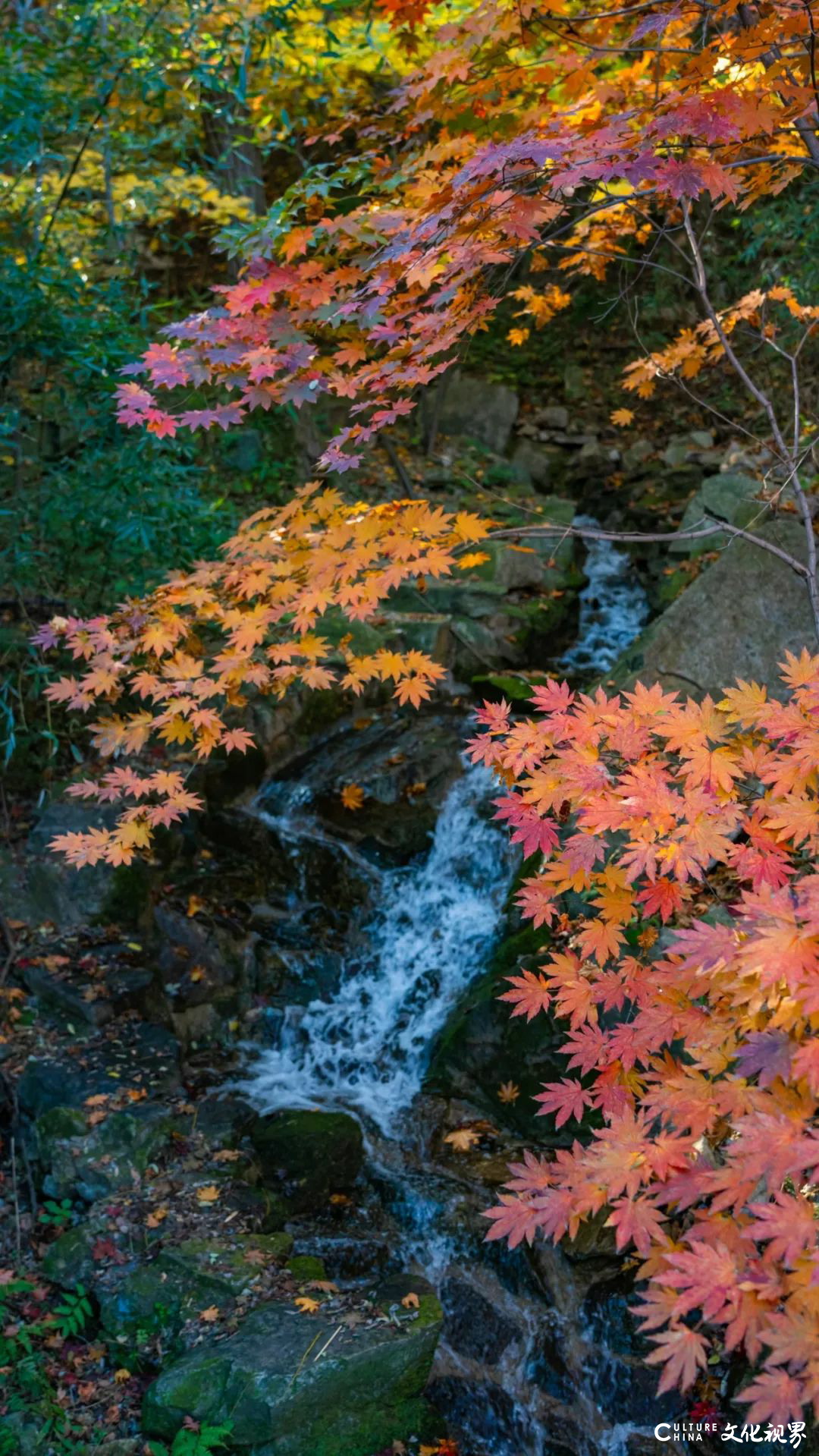 邂逅秋日限定浪漫 | 九如山旅游度假区红枫秘境大揭秘！邀您共赴北方赏枫天花板