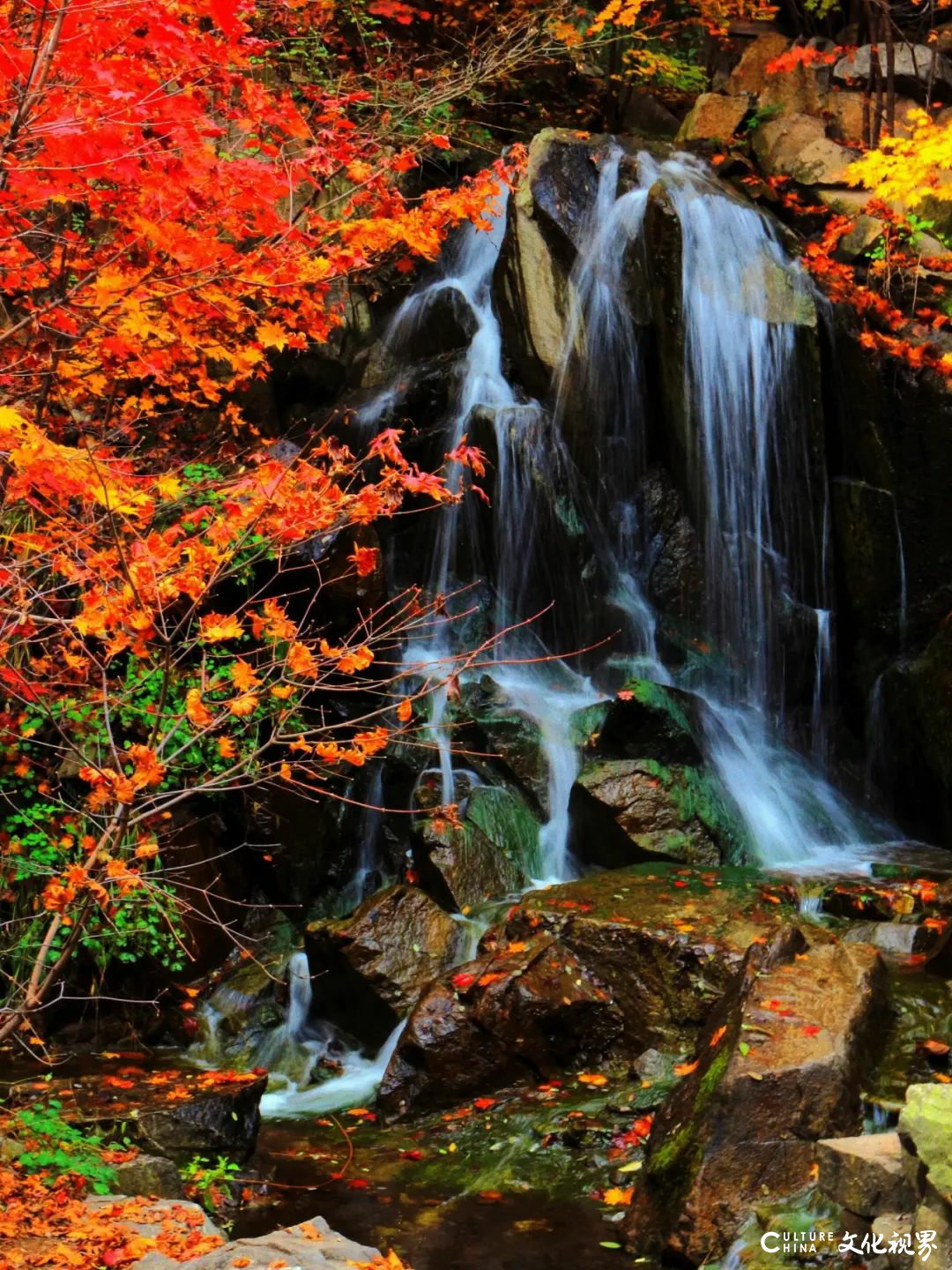 邂逅秋日限定浪漫 | 九如山旅游度假区红枫秘境大揭秘！邀您共赴北方赏枫天花板