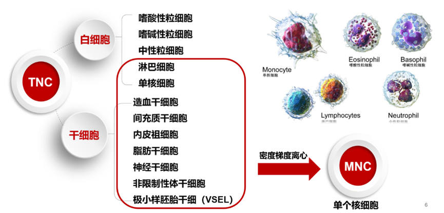 脐带血“全身”都是宝，使用率逐年提高